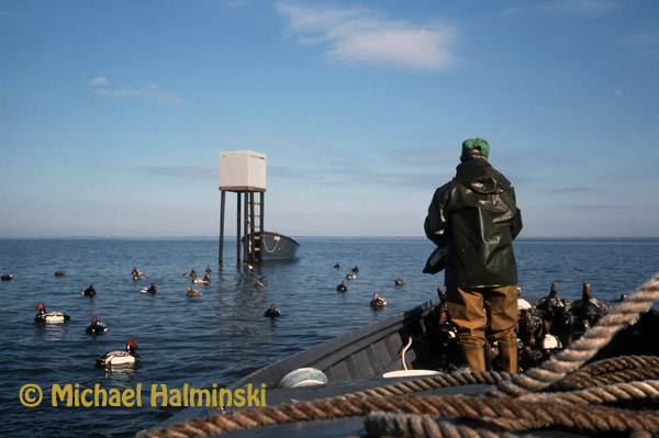 Gull Island Gunning Club Michael Halminski Photographer