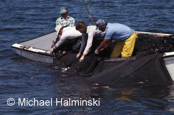 commercial fishing, boat, pamilco sound, gillnetting