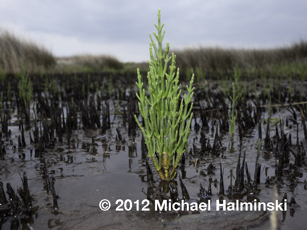 glasswort