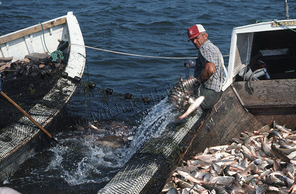 Gill Net Fishing Atlantic Croakers off Outer Banks North Carolina