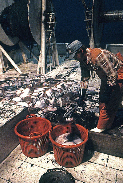 Pile of commercial fishing nets, with white floats, on the quayside Stock  Photo by Mint_Images