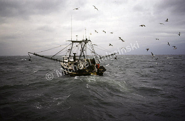 commercial fishing, boat, pamilco sound, gillnetting